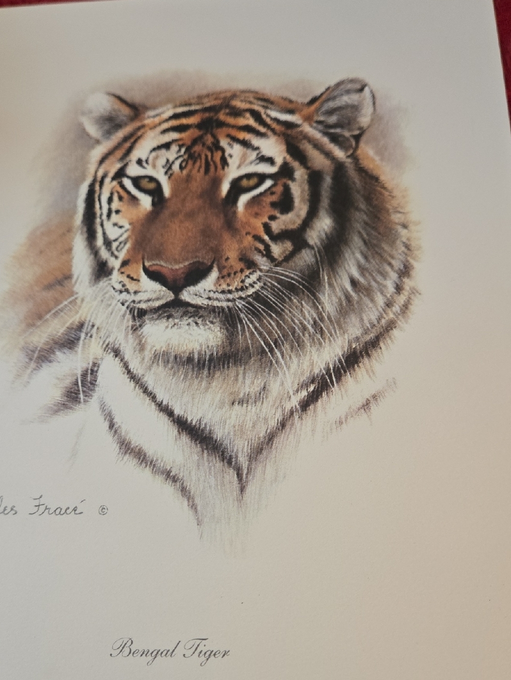 Wild Bengal Tiger Print - Brown and White Home Art